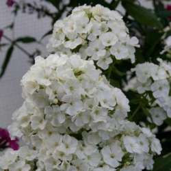 Флокс ЗЕЛЕНАЯ БУСИНКА (NG-3166-ph-22-p9)