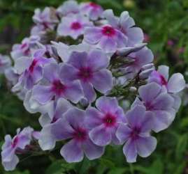 Флокс АПАССИОНАТА / Appassionata (NG-1016-ph-22-p9)